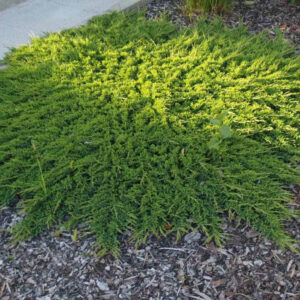 Ялівець горизонтальний Принц Уельський / Juniperus horizontalis Prince of Wales (40-50 см.)