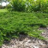 Ялівець горизонтальний Принц Уельський / Juniperus horizontalis Prince of Wales (40-50 см.) 4264
