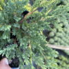 Ялівець горизонтальний Принц Уельський / Juniperus horizontalis Prince of Wales (40-50 см.) 4274