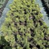 Ялівець середній Олд Голд / Juniperus pfitzeriana Old Gold (50 см.) 4115