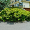 Ялівець середній Олд Голд / Juniperus pfitzeriana Old Gold (50 см.)