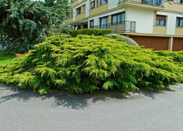 Ялівець середній Олд Голд / Juniperus pfitzeriana Old Gold (50 см.)