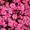 Рододендрон японський Петікот / Азалія японська Петікот / Rhododendron obtusum Petticoat (50см.) 4567