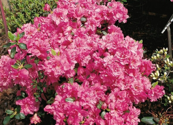 Рододендрон японський Петікот / Азалія японська Петікот / Rhododendron obtusum Petticoat (50см.)