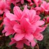 Рододендрон японський Катя / Азалія японська Катя / Rhododendron obtusum Katja (50см.) 4562
