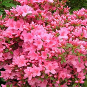 Рододендрон японський Катя / Азалія японська Катя / Rhododendron obtusum Katja (50см.)
