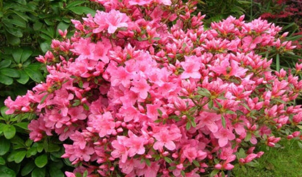 Рододендрон японський Катя / Азалія японська Катя / Rhododendron obtusum Katja (50см.)
