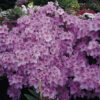 Рододендрон японський Ледіканенс / Азалія японська Ледіканенс / Rhododendron obtusum Ledicanense (40-50см.) 4553