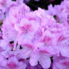 Рододендрон японський Ледіканенс / Азалія японська Ледіканенс / Rhododendron obtusum Ledicanense (40-50см.) 4555
