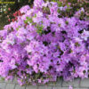 Рододендрон японський Ледіканенс / Азалія японська Ледіканенс / Rhododendron obtusum Ledicanense (40-50см.)