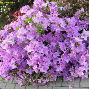 Рододендрон японський Ледіканенс / Азалія японська Ледіканенс / Rhododendron obtusum Ledicanense (40-50см.)