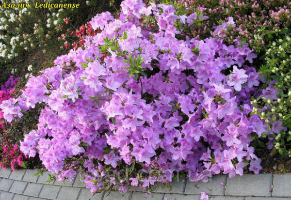 Рододендрон японський Ледіканенс / Азалія японська Ледіканенс / Rhododendron obtusum Ledicanense (40-50см.)