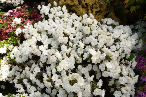 Рододендрон японський Шнеперле / Азалія японська Шнеперле / Rhododendron obtusum Schneeperlе (30-40см.)