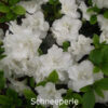 Рододендрон японський Шнеперле / Азалія японська Шнеперле / Rhododendron obtusum Schneeperlе (30-40см.) 4530