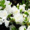 Рододендрон японський Шнеперле / Азалія японська Шнеперле / Rhododendron obtusum Schneeperlе (30-40см.) 4532
