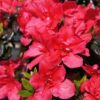 Рододендрон японський Марушка / Азалія японська Марушка / Rhododendron obtusum Maruschka (30-40см.) 4539