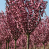 Сакура Роял Бургунді / Royal Burgundy 1.4-1.5м.