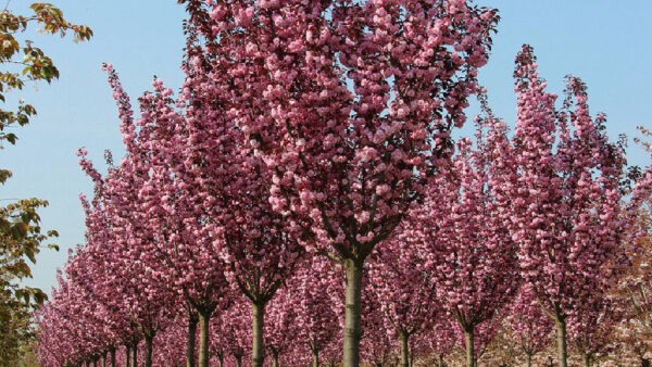 Сакура Роял Бургунді / Royal Burgundy 1.4-1.5м.