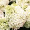 Гортензія Royal Flower 4744