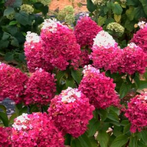 Гортензія волотиста Строберрі Блоссом / Hydrangea paniculata Strawberry Blossom (40-60см.)