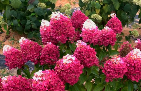 Гортензія волотиста Строберрі Блоссом / Hydrangea paniculata Strawberry Blossom (40-60см.)