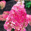 Гортензія волотиста Строберрі Блоссом / Hydrangea paniculata Strawberry Blossom (40-60см.) 4737