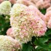 Гортензія Summer Love 4730