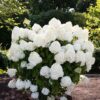 Гортензія волотиста Саммер Сноу / Hydrangea paniculata Summer Snow (40-60см.)