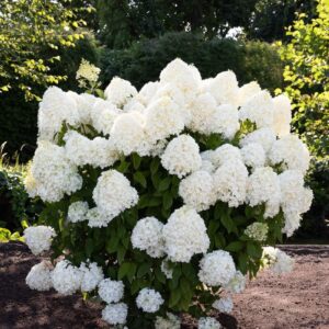 Гортензія волотиста Саммер Сноу / Hydrangea paniculata Summer Snow (40-60см.)
