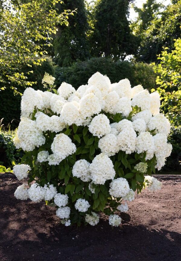 Гортензія волотиста Саммер Сноу / Hydrangea paniculata Summer Snow (40-60см.)