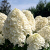 Гортензія волотиста Саммер Сноу / Hydrangea paniculata Summer Snow (40-60см.) 4756