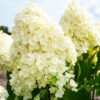 Гортензія волотиста Саммер Сноу / Hydrangea paniculata Summer Snow (40-60см.) 4758