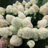 Гортензія волотиста Саммер Сноу / Hydrangea paniculata Summer Snow (40-60см.) 4760