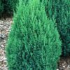 Ялівець китайський ‘Стрікта’ / Juniperus chinensis ‘Stricta’ (30-40см.) 4901