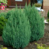 Ялівець китайський ‘Стрікта’ / Juniperus chinensis ‘Stricta’ (30-40см.) 4903