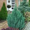 Ялівець китайський ‘Стрікта’ / Juniperus chinensis ‘Stricta’ (30-40см.)