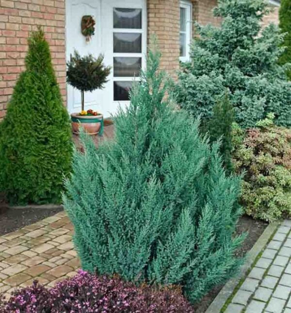 Ялівець китайський ‘Стрікта’ / Juniperus chinensis ‘Stricta’ (30-40см.)