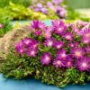 Делосперма Сандела Неон / Delosperma x hybrida ‘Sundella Neon’ (20см.) 5046