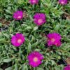 Делосперма Сандела Неон / Delosperma x hybrida ‘Sundella Neon’ (20см.) 5048