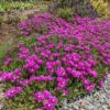 Делосперма Сандела Неон / Delosperma x hybrida ‘Sundella Neon’ (20см.)