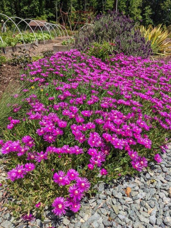 Делосперма Сандела Неон / Delosperma x hybrida ‘Sundella Neon’ (20см.)