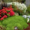 Делосперма Сандела Неон / Delosperma x hybrida ‘Sundella Neon’ (20см.) 5052