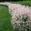 Верба цільнолиста ‘Хакуро-Нішікі’ / Salix integra “Hakuro Nishiki” (30-50см.) 4878
