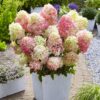 Гортензія волотиста Літл Блоссом / Hydrangea paniculata Little Blossom (40-60см.)