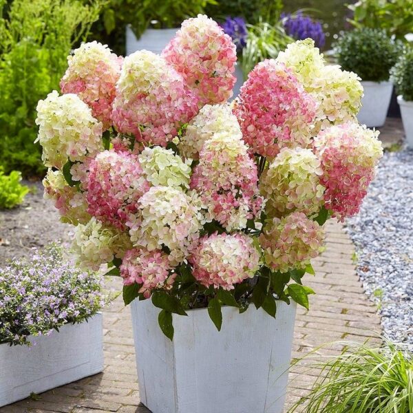 Гортензія волотиста Літл Блоссом / Hydrangea paniculata Little Blossom (40-60см.)