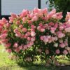 Гортензія волотиста Ваніла Фрейз / Hydrangea paniculata “Vanille Fraise” (40-60см.)