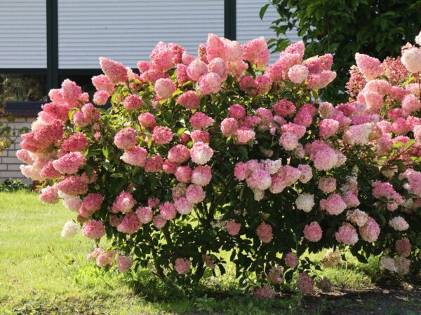 Гортензія волотиста Ваніла Фрейз / Hydrangea paniculata “Vanille Fraise” (40-60см.)