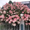 Гортензія волотиста Ваніла Фрейз / Hydrangea paniculata “Vanille Fraise” (40-60см.) 4988