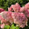 Гортензія волотиста Ваніла Фрейз / Hydrangea paniculata “Vanille Fraise” (40-60см.) 4992