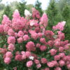 Гортензія волотиста ‘Меджікал Файр’ / Hydrangea paniculata ‘Magical Fire’ (40-60см.) 4949